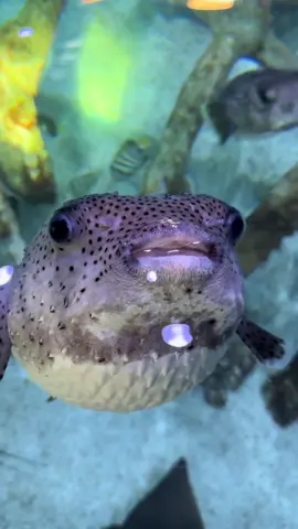 Pufferfish feed mainly on mollusks (hard, powerful teeth enable them to break through mollusk shells). #pufferfish #porcupinepufferfish #blowfish #marinlife #oceanlife #aquarium #sea 