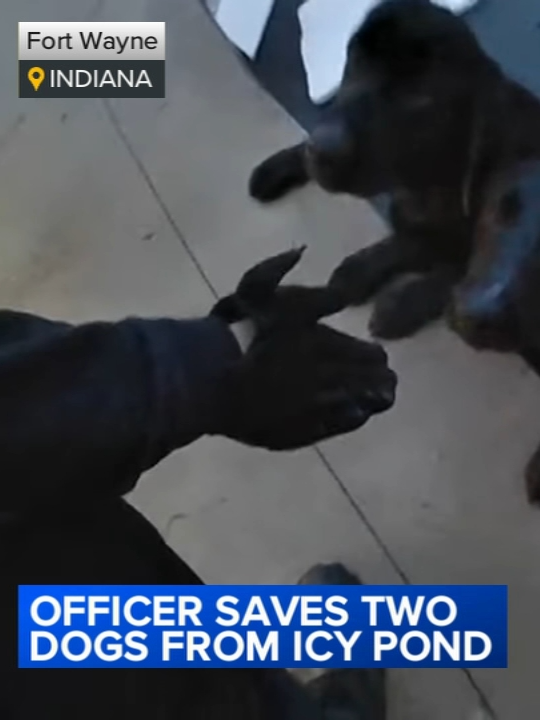 Body camera footage captured the moment an officer saved two dogs from a pond in Indiana. #news #fyp #dogs