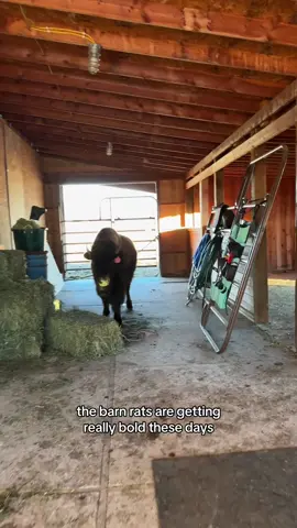 rode back up to the barn just to discover a criminal 