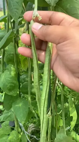 Alhamdulillah pengen masak sayur yang seger seger dapat rejeki  panen kacang panjang  #panendikebunsendiri  #berkebunhappy  #panensayuran #kacangpanjang 
