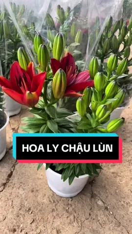 HOA LY CHẬU LÙN- đỏ, vàng, cam . Lẻ 100 xu/ chậu 190k/ cặp #hoatet #hoalychau #hoalychautet2024 #hoaly #vuonhoalychautet #dalatcaykieng #xuongcaydalat 