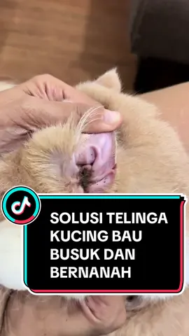 Telinga kucing bau busuk dan bernanah. Waspada bisa sebabkan kematian. Langsung bersihkan dan obati #shopmaster #pembersihtelingakucing #earmitescat #obattetestelingakucing 