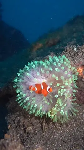 A small Spinecheek anemonefish inhabits a vibrant sea anemone, creating a beautiful underwater scene.  #spinecheekanemonefish #anemonefish  #seaanemone  #スパインチークアネモネ  #イソギンチャク  #bali  #バリ島  #ダイビング 