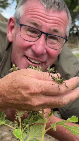 Look at this spectacularly cute little group of creatures, these are nymphs of a Green Milkweed Locust! 🙌🏻👀#locust #insectsoftiktok #fyp #ecosystem #cool #ivancarter #reels #conservation #tiktok #cute #viralvideotiktok 