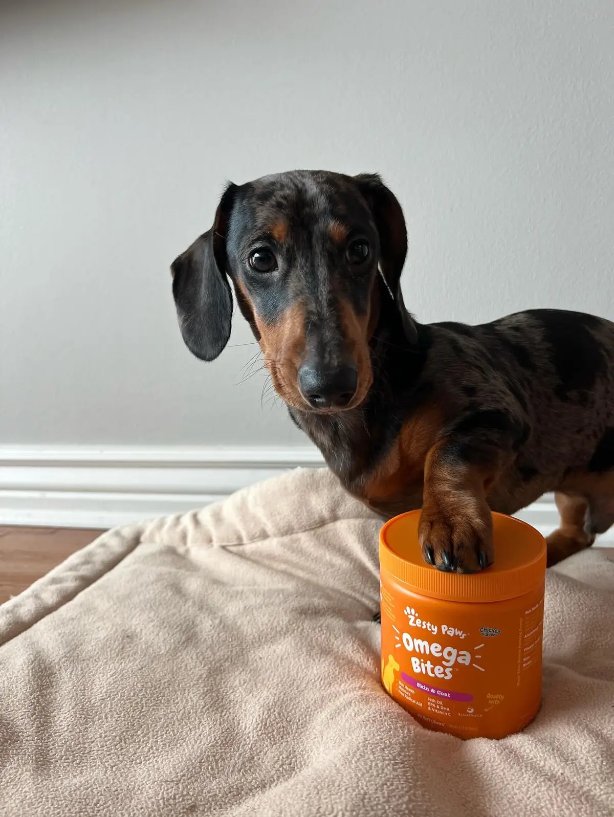 Omega Bites are a delicious, chewable supplement packed with omega fatty acids, vitamins and nutrients to help dogs look and feel their best. Made with fish oil, biotin and vitamins C and E to help nourish dry, sensitive skin. #dogsvideo #PetsOfTikTok #dog #doggo #petparent #zestypaws #salmonoil #salmonoilfordogs #dogmom #dogfood #dogsoftiktok 
