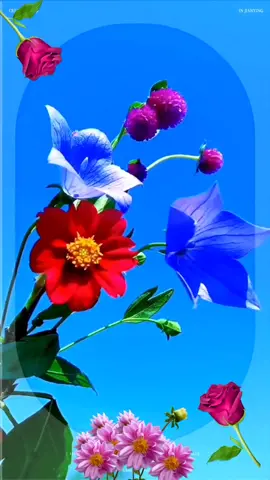 Best wishes for you👍❤️#scenery#flowers#beautiful#fyp#foryou 