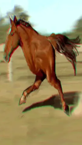 #horse #horselover #cavalo #hipica #corridadecavalo #pareo #zueira #humor #memes #memesengraçados 