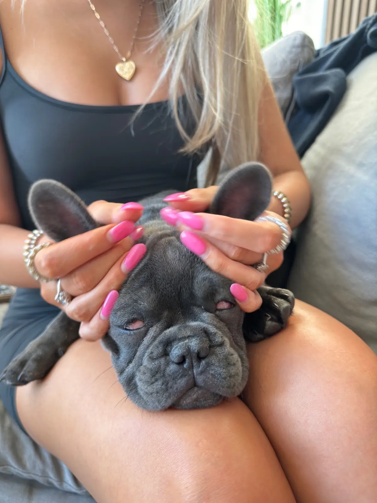 Kayli we need to steal him #frenchie #frenchbulldog 