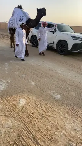 الثقيله 🤍🥈#العاصوف #عاصفة_المجاهيم #مجملنا🔥🔥 