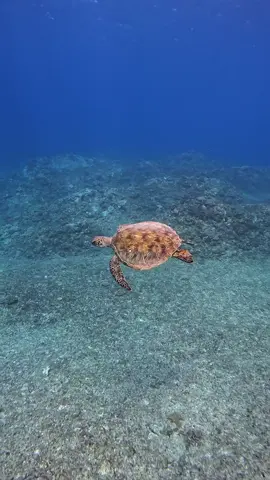 #seaturtle #turtle #underwater #ocean #beach #okinawa #travel #ウミガメ #沖縄 