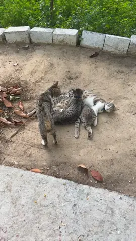 #cutecat #foryou #catlover #cat #catsoftiktok 😻❤️