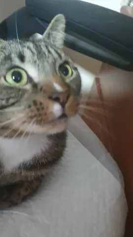 #catsoftiktok #cat #cat 