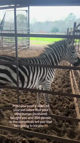 We love Steve 🖤#wife #vet #zebra #exotic #exoticpets #pet #animals #veterinarian #houston 
