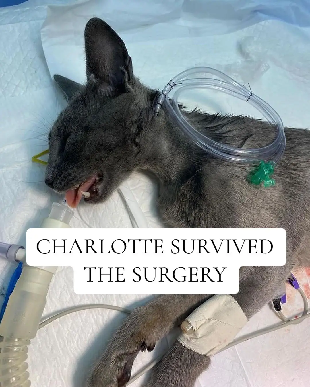 CHARLOTTE SURVIVED THE SURGERY AND SHE WOKE UP FROM THE ANESTHESIA!!! 