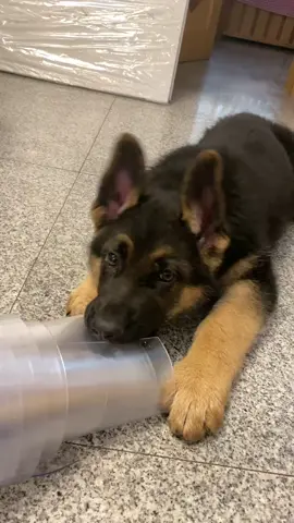 #germanshepherd #pet #cute #dog 