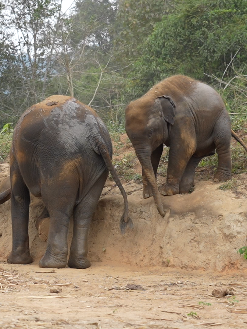 watch me play !! #elephantjunglesanctuary #elephantjunglesanctuarychaingmai #elephantjunglesanctuaryphuket #elephantjunglesanctuarypattaya #elephantjunglesanctuarysamui #chaingmai #phuket #samui #pattaya #babyelephants