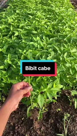 semaian cabe langsung di bedengan ,#bibitcaberawit #rahasiacabesubur #semaiancabai #CapCut 