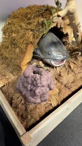 This replica mount is the coolest thing I’ve seen in a while 🎣 #fishing #catfish #bigfish #taxidermy #riverlife 