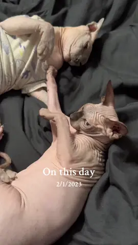 #onthisday #cats 