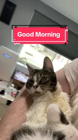 Good morning ysera #ysera #yseratok #special #specialcats #kitten #cute #catlover #eepy #sleepy #specialcat #catsoftiktok #simba #kitty #goodmorningysera 