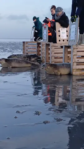 Releasing 4 seals after rehabilitation: Hermine, Narwhal, Wilson and Bilbao are back to sea 🦭🌊 #recovery #zeehondencentrumpieterburen #hermine #greyseal #commonseal 