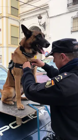 Nuestros agentes caninos nos ofrecen #compañerismo, #lealtad, #confianza, y juntos velamos por tu #seguridad 🐕 💙 #policia #police #seguridad #k9 #perro #dog