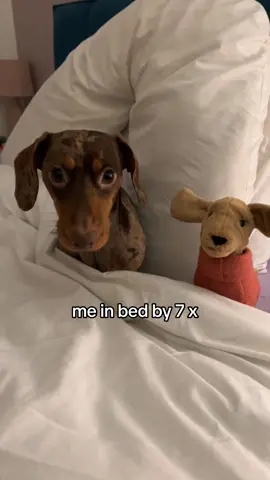 Brody loves an early night 🛌🐶 #dachshund #sausagedog #minidachshund #fyp #viral #weinerdog #funnydogs #cutedog #PetsOfTikTok 