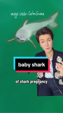Do doo doo doo do doo 🦈 #nature #wildlife #mindblown #news #science #shark #babyanimals #ocean 