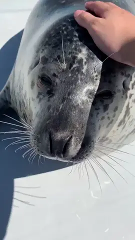 Good girls get pats. Like hiyori! AGUHIYORI ON TWITTER #hiyoritheseal #aguhiyori #seals #pinnipeds #seal #pinniped #animals #cute #fyp 