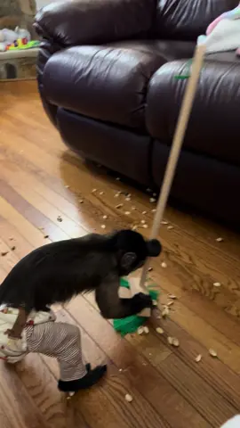 He says “don’t worry I’ll clean it up!”🧹 #oliverlincoln #messyboy #pistacchios #sillyboy #capuchin #oliver #monkey #monkeyoliver #oliverthemonkey #monkeysoftiktok 