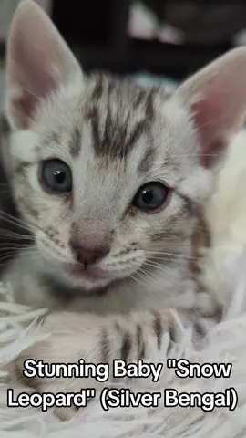 Little Leo has the most beautiful snow white fur and the sweetest personality. I think I'm in love 😻😻😻 #snowleopard #silverbengal #gorgeous #catlover #catmom 