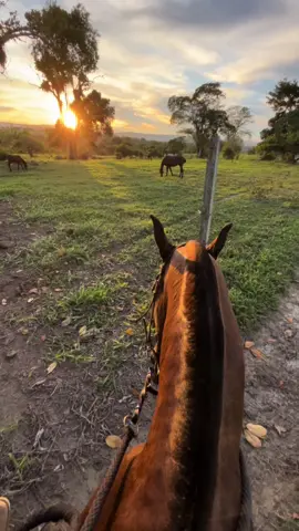 Se em entrou vida Deus me desse a opção, eu escolheria de novo e de novo esse meu sertão! 🇧🇷🐎 @garupamarchador #cavalo #mangalargamarchador #agro #marchapicada #bruto #cavalgada #sertao 