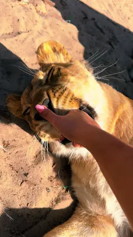 Sahara Boops, teeth & claws! #NOTpets #lion #lioness #Love #bigcat #bigcats #cat #cats #claws #wow #boop #boops #boopboopboop #boopthesnoot #amazing #animal #animals #fl #florida #fyp 
