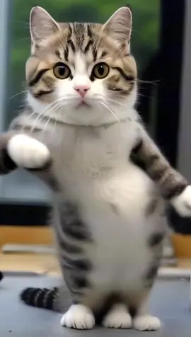 #cat #cutepet #dancingcat #catsoftiktok 