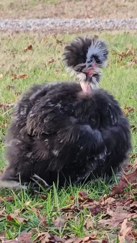 Mabel is at it again!! This time she found her a more experienced 