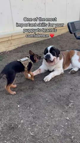 His big friend Henry let him tug for a little bit. Then he showed him who’s boss 🤣❤️ #germanshepherd #germanshepherds #gsd #germanshepherddog #stbernard #stbernarddog #saintbernard #gsdpuppy #germanshepherdpuppy 