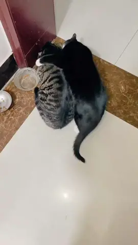 I can’t bear your love.😹😹😹#pet #cat #foryou #fyp 