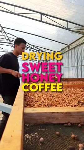 Proses penjemuran kopi Arabika Gayo Honey Process di dryingbad. . #kopigayo #coffee #specialtycoffee #specialty #kopiaceh #coffeetiktok #fyp