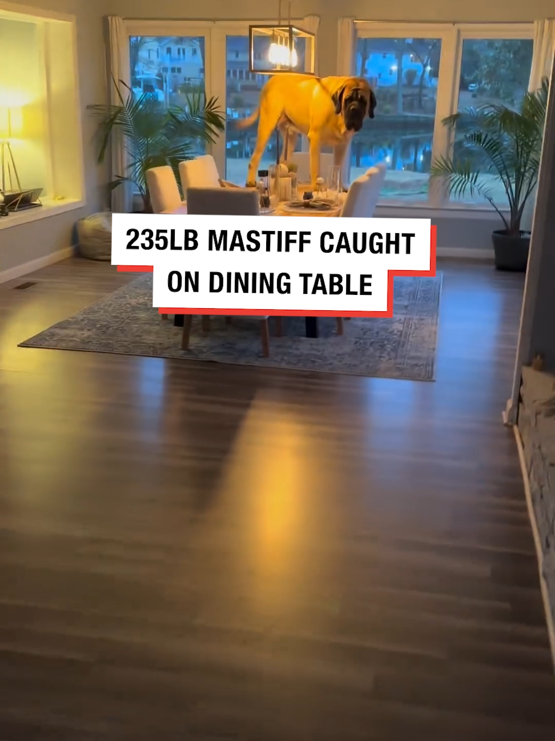 How did he even get on there? @poohbearthemastiff #mastiff #bigdogs #naughtydogs #diningtable #caughtintheact #ladbible #fyp