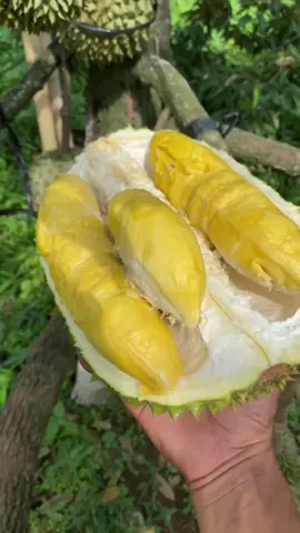 Durian bawor super besar mantap #durian #durianbawor 