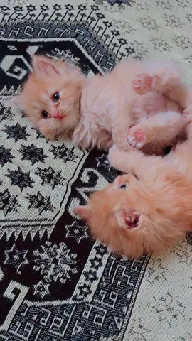 القطة المشمشيه 🤪 #قط #قطط_كيوت #قطط_صغيرة #قطط_لطيفة #قطط #قطة 