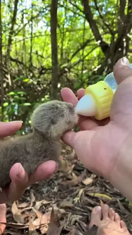 Rescuing a baby otter that lost its mother behind the dry leaves of the forest #анинамы #animalsoftiktok #animals #fyp #foryou #otter #rescueanimals 