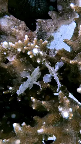 Incredibly RARE  White Leaffish #viral #rare #unique #marinelife #scubadiving 