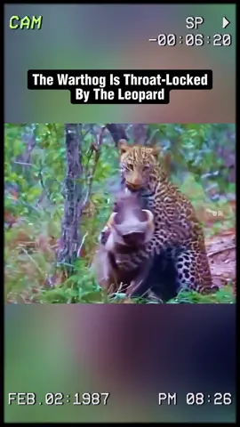 The warthog is throat-lovked by the leopard. #wildanimals #animals #foryou 