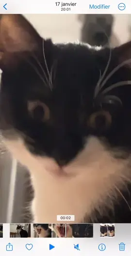 🐈Let’s go😹 @Dimitri K @Lone-K #cat #cats #dimitrik #hardstyle #catsoftiktok #catlipsync #catssinging #catlover #catsvideo #uptempoismytempo #uptempo #catslovers 