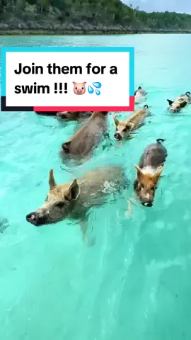 @thecapturingcouple POV: You travel all the way to the Caribbean to swim with pigs 🐷🏝️ Welcome to Pig Beach in Exuma, Bahamas — A unique place where you can swim and hang out with the locals. Share this with a friend you’d like to experience this Bahamas Bucket list adventure with! ✈️🇧🇸 🎥 Follow @thecapturingcouple for more travel ideas  #pigbeach #exumabahamas #bahamas ##traveltok #gopro #travel #adventure 