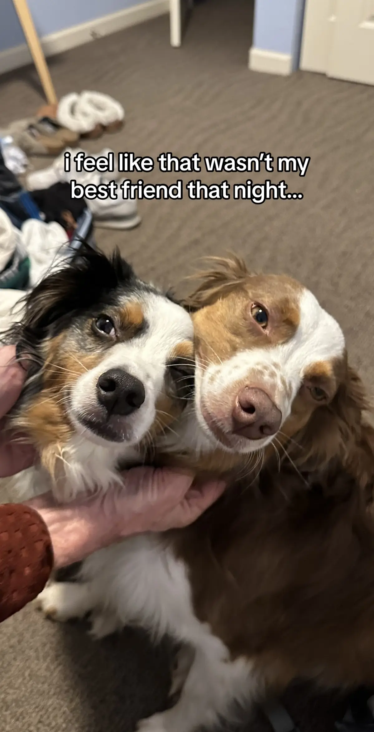 they’re siblings so ofc #dog #fyp #funny #dogsoftiktok #viral 