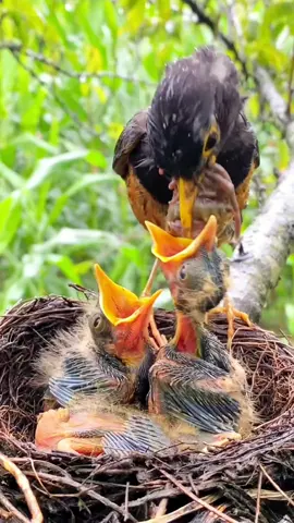 In order to fill the bellies of their babies, bird parents on rainy days have to take turns looking for food. #Birds #nest #wildlife #nature #FYP #FantasticBeastsln 