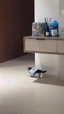 😾：Do you have nothing to do? #cat #funny #funnyvideos #cute #fyp 