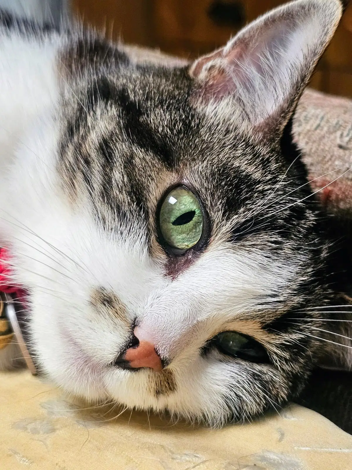 ♥️All about the eyes♥️ #rescuecat #catsoftiktok #catlover #cutecat #foryou #catvideo 